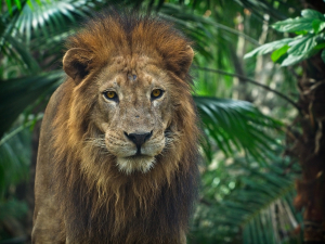 ΗΠΑ: Θετικά στον κορονοϊό... έξι λιοντάρια και τρεις τίγρεις του ζωολογικού κήπου της Ουάσιγκτον