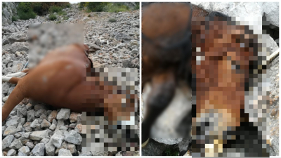 Φρικιαστικό περιστατικό: Εγκατέλειψαν άλογα στην Πάρνηθα και πέθαναν βασανιστικά -Προσοχή σκληρές εικόνες