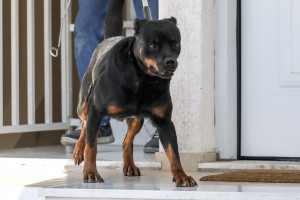 Τραγωδία με ροτβάιλερ: Σκύλος στο... σακί - Σκοτώνει η άγνοια για τα χαρακτηριστικά κάθε ράτσας