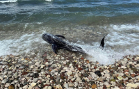 Αργολίδα: Δελφίνι βγήκε στα ρηχά σε παραλία, είχε μεγάλες αμυχές σε όλο του το σώμα - Δείτε φωτογραφίες