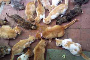 Δήμος Πεντέλης: Υποχρεώσεις Ιδιοκτητών Ζώων Συντροφιάς