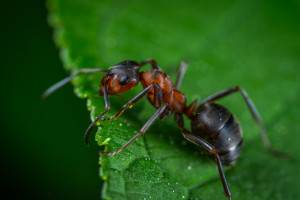 Το πιο γρήγορο μυρμήγκι στον κόσμο ζει στη Σαχάρα και «τρέχει» ένα μέτρο το δευτερόλεπτο (vid)