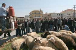 Σε κινητοποιήσεις προσανατολίζονται οι κτηνοτρόφοι
