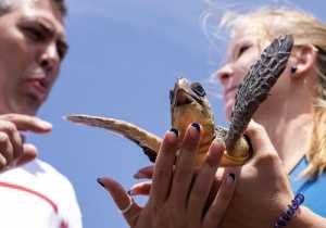 Διπλάσιες οι φωλιές της χελώνας caretta caretta φέτος λόγω των εθελοντών του «ΑΡΧΕΛΩΝ»