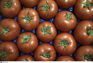 Κρούσμα και... σε ντομάτα - Ο ιός της καστανής ρυτίδωσης στα Τρίκαλα