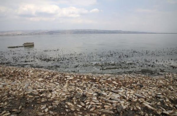 «Πεθαίνει» η λίμνη Κορώνεια: Χιλιάδες ψάρια νεκρά στις όχθες