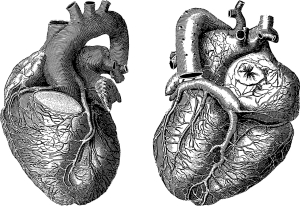 ΠΙΣ: Η πρόληψη και οι «χρυσές συμβουλές» για την προστασία της καρδιάς