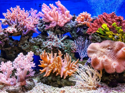 Τα κοράλλια θα βιώσουν τη μεγαλύτερη κρίση παγκοσμίως μέσα σε λίγες εβδομάδες, εκτιμούν οι επιστήμονες