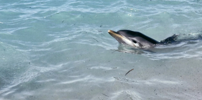 Κόρινθος: Νεαρό δελφίνι έχασε τον προσανατολισμό του και κατέληξε σε παραλία