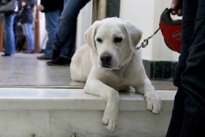 Ένα νέο «Χάτσικο» στην Βραζιλία - Σκύλος περιμένει το νεκρό αφεντικό του έξω από νοσοκομείο (pic)