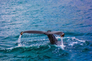 «Συναγερμός» στον Σηκουάνα: Εντοπίστηκε φάλαινα «μπελούγκα»