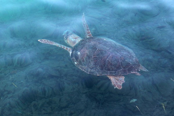 Ακόμη μία νεκρή χελώνα καρέτα- καρέτα ξεβράστηκε σε παραλία της Κρήτης
