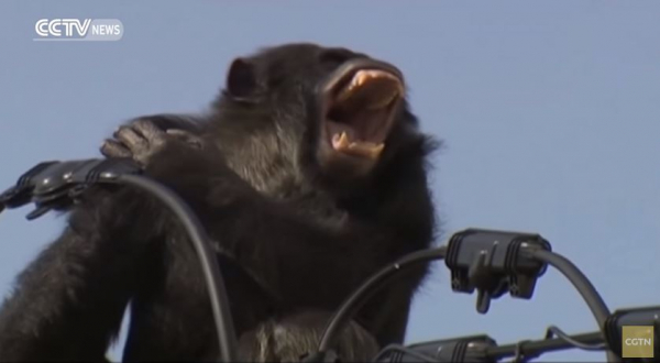 «Το έσκασε» χιμπατζής αλλά δεν τον σκότωσαν: Η λύση που δώσανε οι Ιάπωνες και έσωσαν τον Τσάτσα (βίντεο)