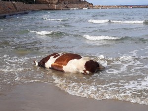 Αγελάδες και ταύροι ξεβράζονται σε νησιά των Κυκλάδων