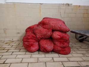 Κατασχέθηκαν 431 κιλά ακατάλληλα όστρακα στην Αλεξανδρούπολη