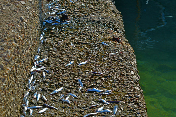 Ναύπλιο: Τα ψάρια βγήκαν στη στεριά...