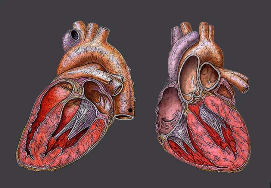 Ανακαλύφθηκε γονίδιο που επουλώνει τις «ραγισμένες» καρδιές