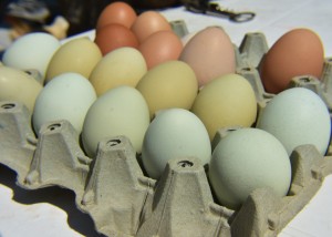 Πολύ μεγαλύτερες είναι οι ποσότητες μολυσμένων αυγών που έχουν εισαχθεί στη Γερμανία