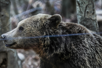 Θερμική κάμερα και τεχνητή νοημοσύνη για να ανιχνεύονται αρκούδες και αγριογούρουνα στις εθνικές οδούς
