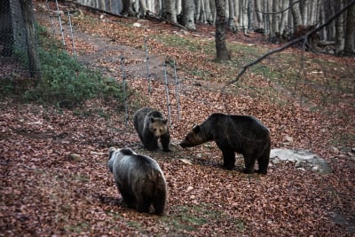 Οι αρκούδες κάνουν βόλτες σε κατοικημένες περιοχές της βόρειας Ελλάδας, νέο περιστατικό στη Σιάτιστα (βίντεο)