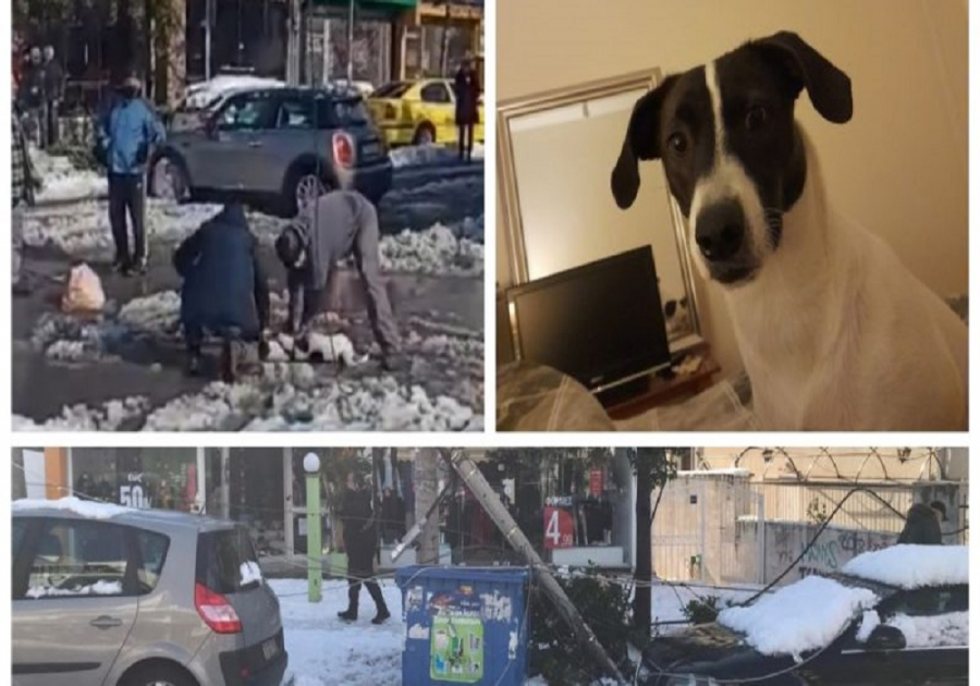 Σοκ στο Ελληνικό: Φρικτός θάνατος σκυλιού από ηλεκτροπληξία στα κομμένα καλώδια της ΔΕΗ, από θαύμα δεν υπήρξε ανθρώπινο θύμα