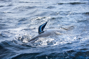 Σηκουάνας: Με drones παρακολουθείται η φάλαινα μπελούγκα