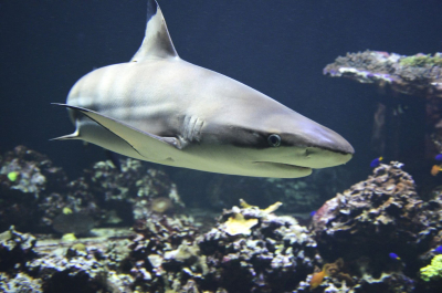 Φλόριντα: 13χρονη έτρεψε σε φυγή καρχαρία με τις γροθιές της - Σοκαριστικές εικόνες από την επίθεση