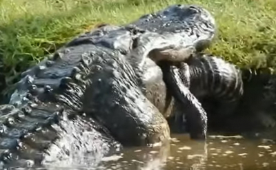 ΗΠΑ: Viral το βίντεο με αλιγάτορα να καταπίνει κροκόδειλο (βίντεο)
