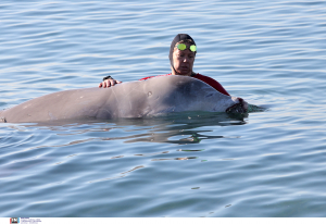 Ευχάριστα νέα για την φάλαινα στον Άλιμο: Ελεύθερη να κολυμπήσει (εικόνες)