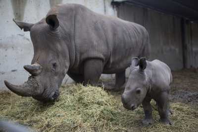 Γαλλία: Δολοφονία ρινόκερου από λαθροθήρες σε ζωολογικό κήπο