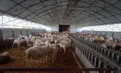 Λήγει η προθεσμία για την άδεια εγκατάστασης χωρίς πρόστιμο σε κτηνοτροφικές εγκαταστάσεις