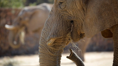 Μαλαισία: Ελέφαντας τραυμάτισε θανάσιμα φύλακα ζωολογικού πάρκου