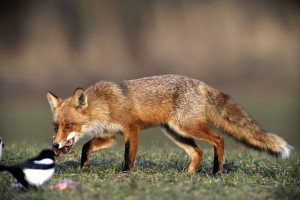 Ξεκινούν οι εμβολιασμοί για τη λύσσα στις αλεπούδες