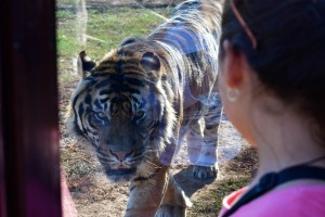 Γαλλία: Πανικός από μια τίγρη που κυκλοφορούσε ελεύθερη στο 15ο Διαμέρισμα του Παρισιού