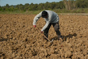 ΕΦΚΑ: Ολοκληρώθηκε η εκκαθάριση των ασφαλιστικών εισφορών εργατών γης