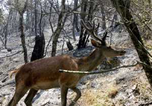 Κτηνωδία στη Ρόδο: Σκότωσαν 14 ελάφια με κυνηγετική καραμπίνα
