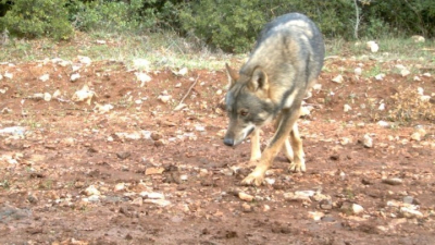Δεν μπορεί να αξιολογηθεί η ύπαρξη και ο βαθμός του υβριδισμού λύκου - σκύλου στην Ελλάδα