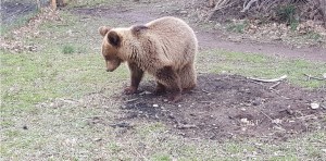 Kαταφύγιο σε αυλή σπιτιού στη Φλώρινα βρήκε αρκούδα με τα δυο μικρά της (vid)