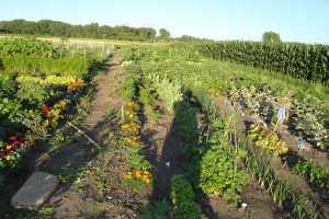 Ξεκινούν οι νέες καλλιέργειες κηπευτικών στο Δημοτικό Λαχανόκηπο Αγρινίου