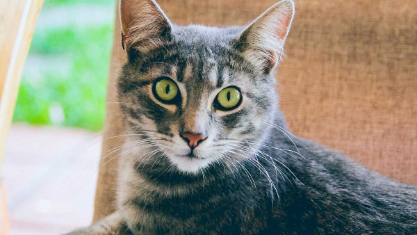 Βρέθηκε γάτα με κορονοϊό - Μεγάλη ανησυχία των γιατρών