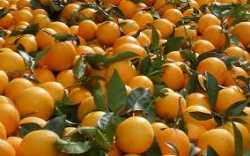 Διανομή πορτοκαλιών από το δήμο Αγίας Παρασκευής