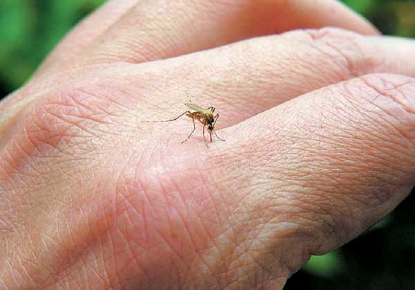Ο ΠΙΣ ζητά άμεση ενημέρωση για τα κρούσματα ελονοσίας για ανάληψη δράσης