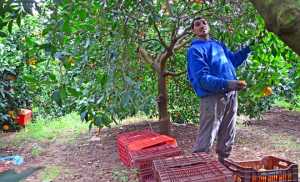 Πρόγραμμα ενίσχυσης σε καλλιέργειες ροδακινιάς, βερικοκιάς και νεκταρινιάς