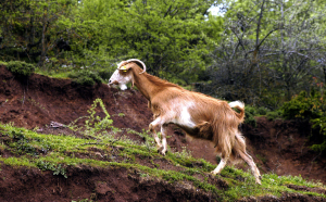 Οι κτηνοτρόφοι αντιδρούν για το «καλάθι του Πάσχα» - Οικονομικό πλήγμα και κακή ποιότητα κρέατος