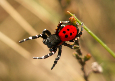 Βρέθηκε αράχνη - πασχαλίτσα στον Πόρο, το σπάνιο και πανέμορφο είδος