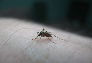 Ιός του Δυτικού Νείλου: «Καμπανάκι» του ΙΣΑ για προφύλαξη από τα κουνούπια - Τι να κάνετε
