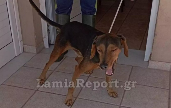 Λαμία: Σκύλος όρμησε και δάγκωσε 5χρονο αγοράκι σε...καφετέρια