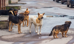 Θεσσαλονίκη: Νέα επίθεση από αγέλη σκύλων - Στο νοσοκομείο 22χρονος