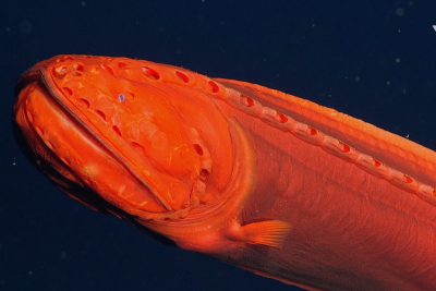Σπάνια ανακάλυψη: Εντοπίστηκε ψάρι που αλλάζει μορφή, στις ακτές της Καλιφόρνιας (βίντεο, εικόνες)