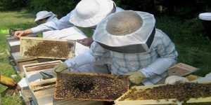 Μαθήματα μελισσοκομίας για νέους μελισσοκόμους